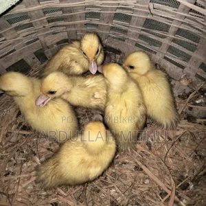 Muscovy Ducklings