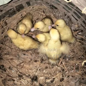 Muscovy Ducklings