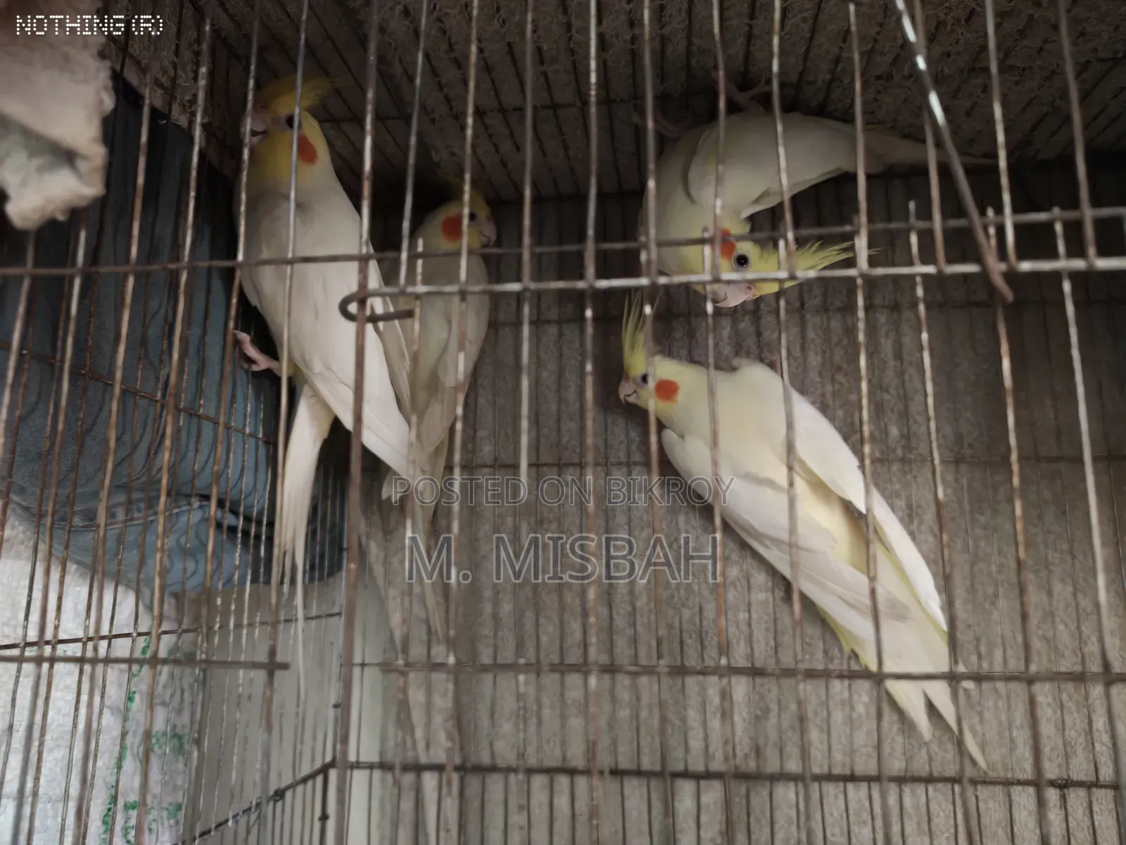 Cockatiel Bird