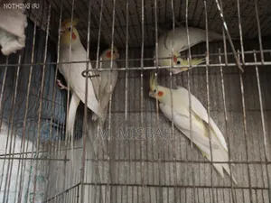 Cockatiel Bird