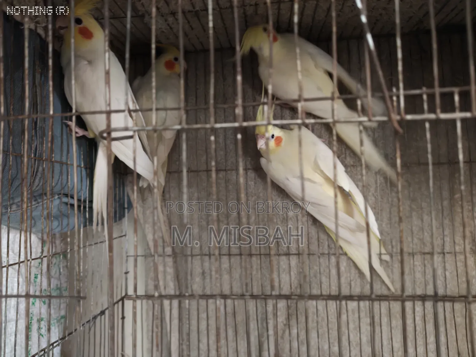Cockatiel Bird