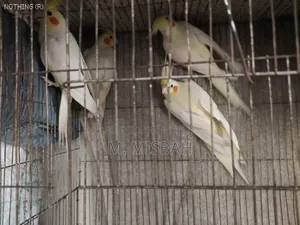 Cockatiel Bird