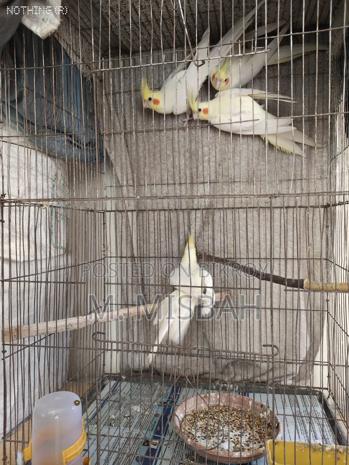 Cockatiel Bird