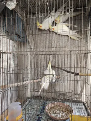 Cockatiel Bird