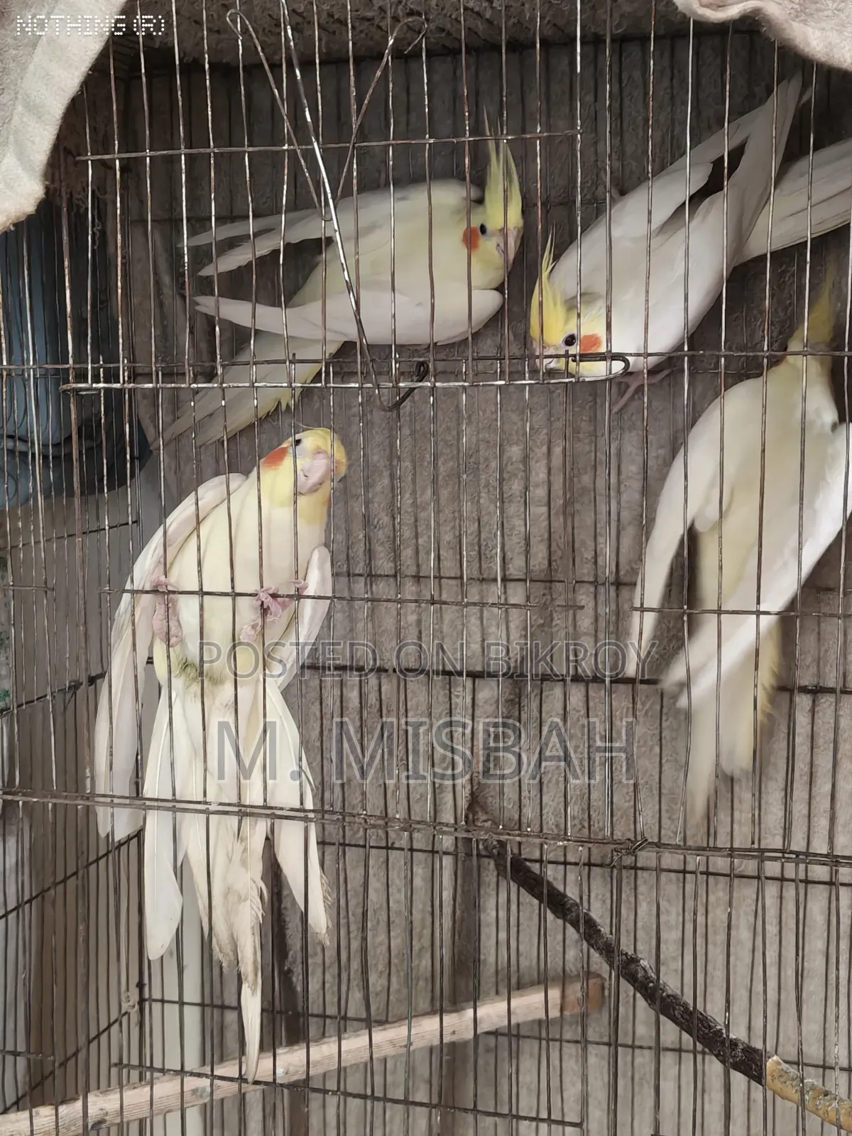 Cockatiel Bird