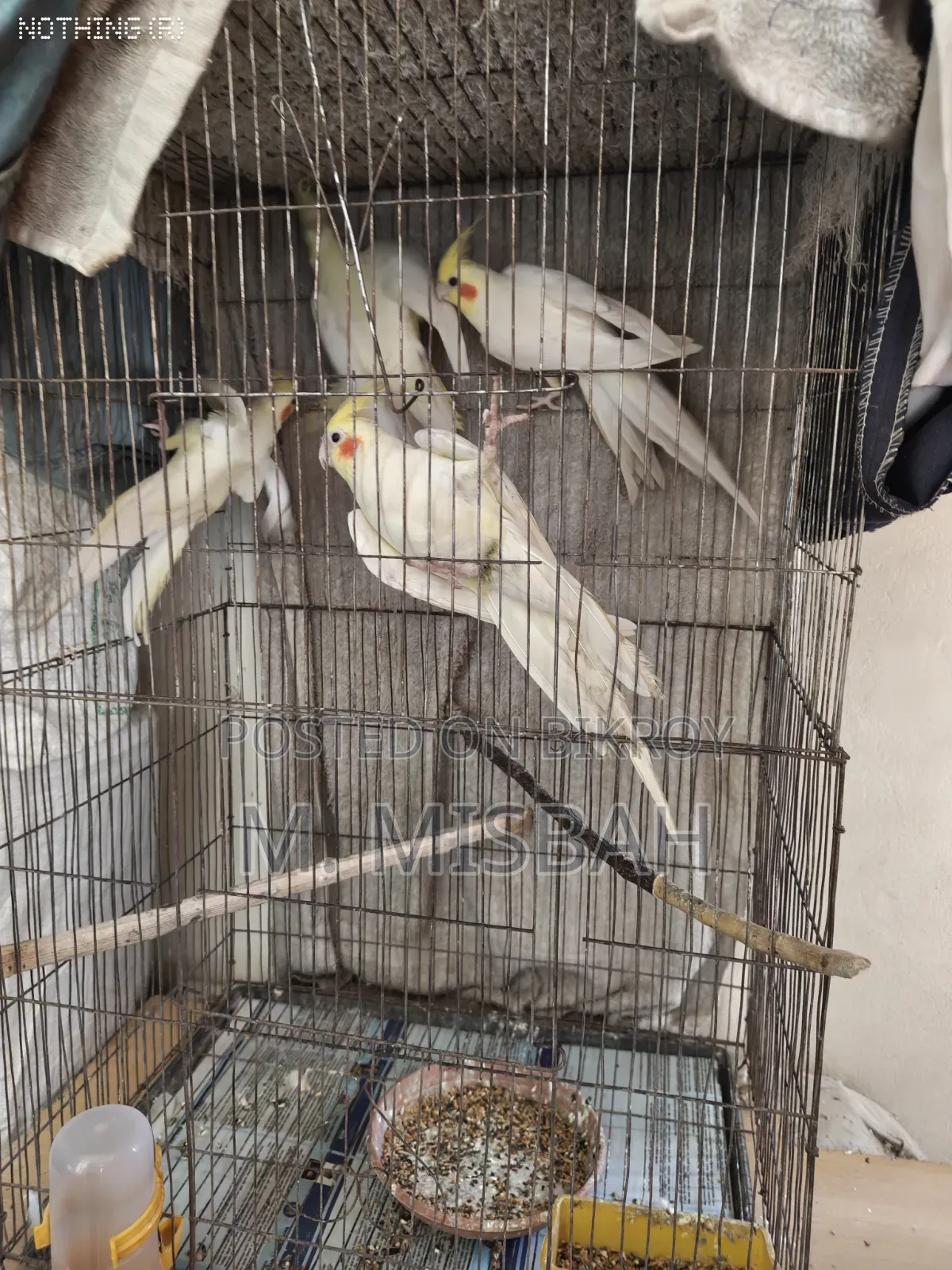 Cockatiel Bird
