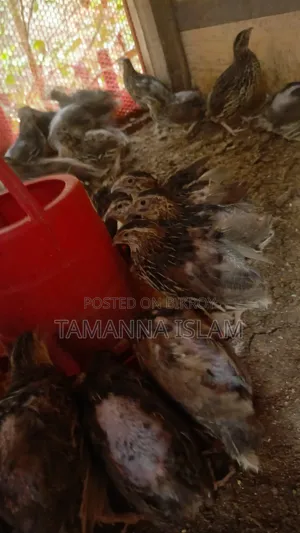 Quail for consumption