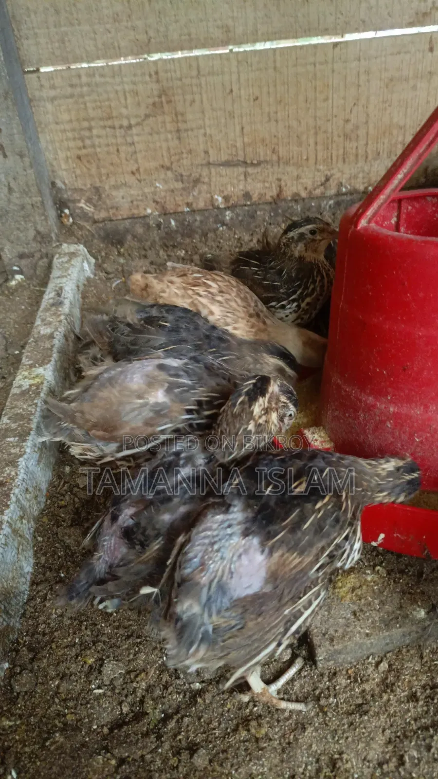 Quail for consumption
