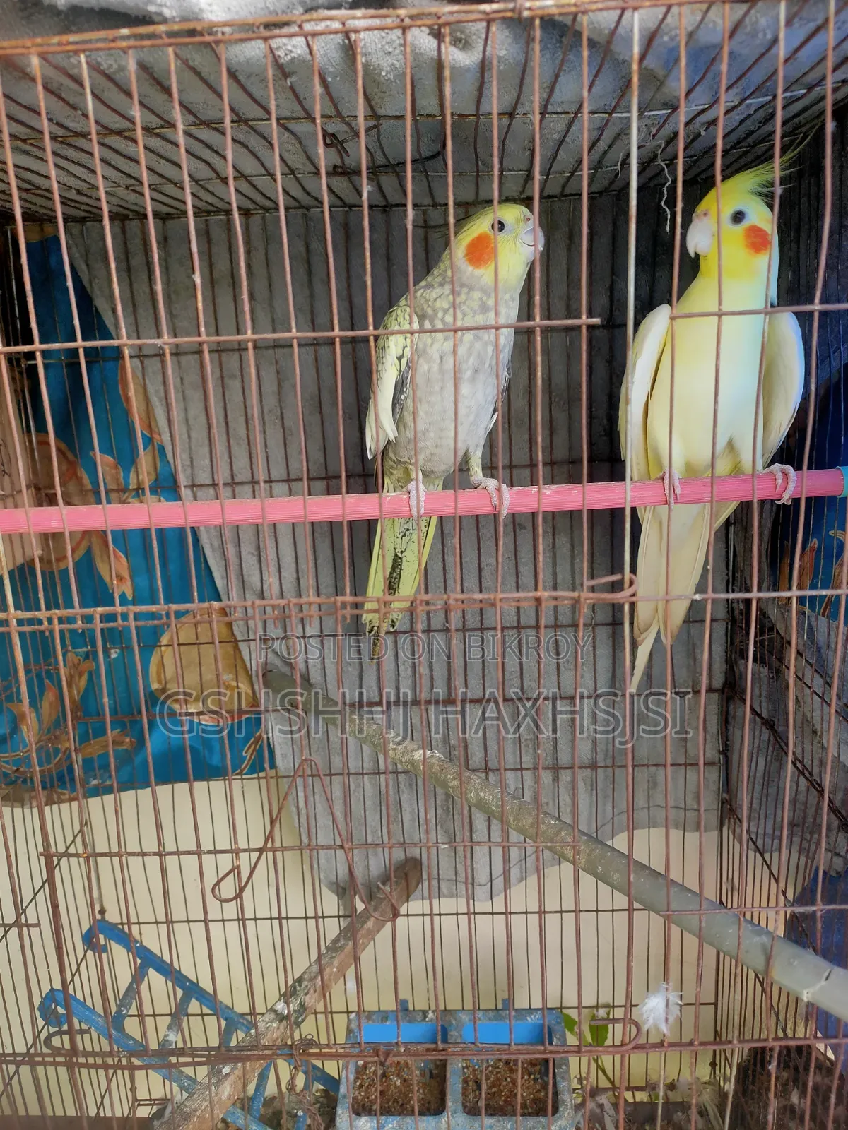 Cockatiel Adult Male Female Pair Birds Only