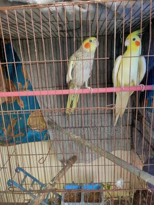 Cockatiel Adult Male Female Pair Birds Only