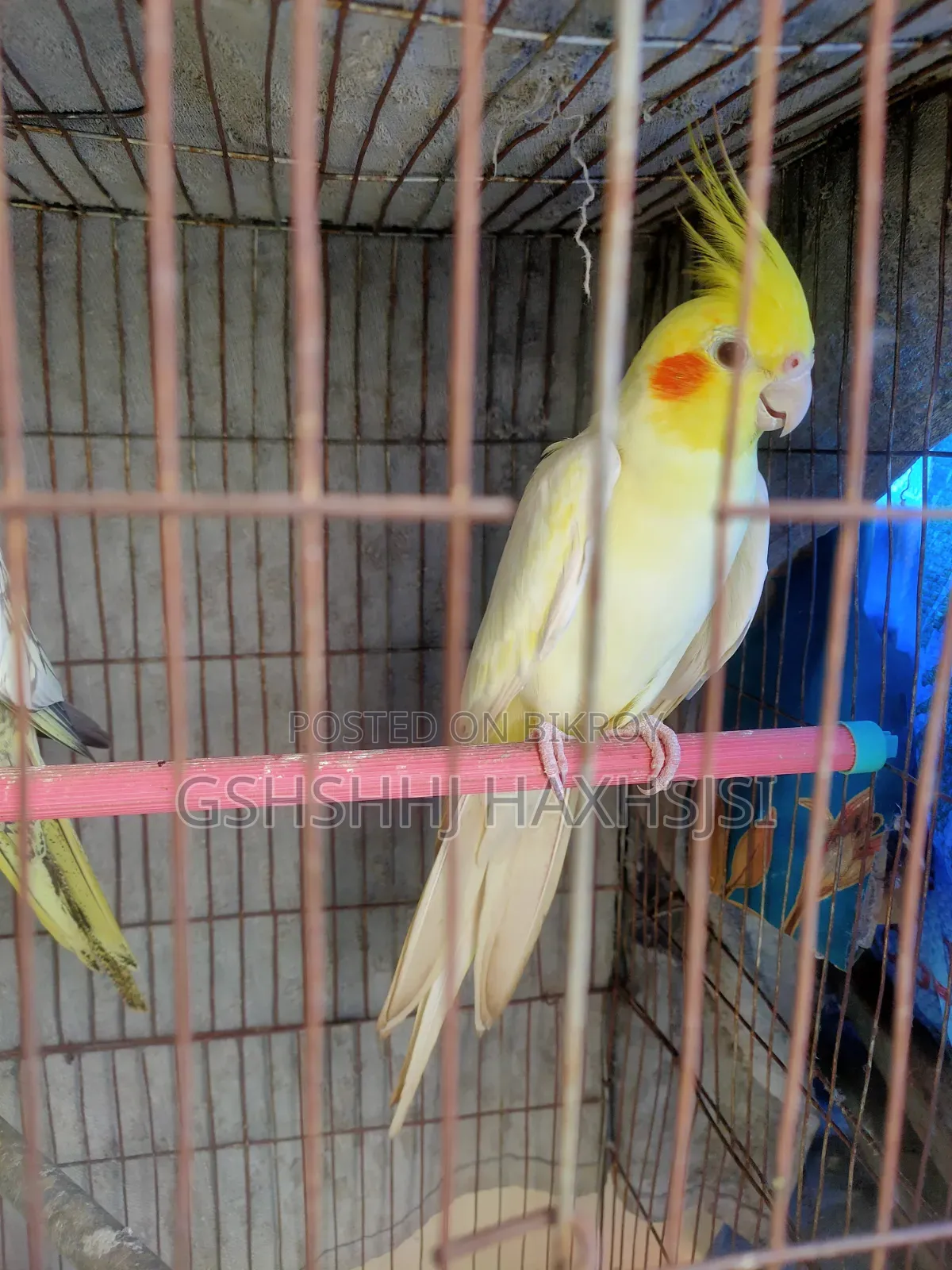 Cockatiel Adult Male Female Pair Birds Only