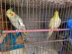 Cockatiel Adult Male Female Pair Birds Only