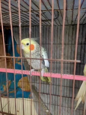 Cockatiel Adult Male Female Pair Birds Only