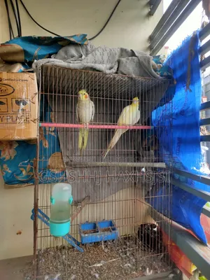 Cockatiel Adult Male Female Pair Birds Only