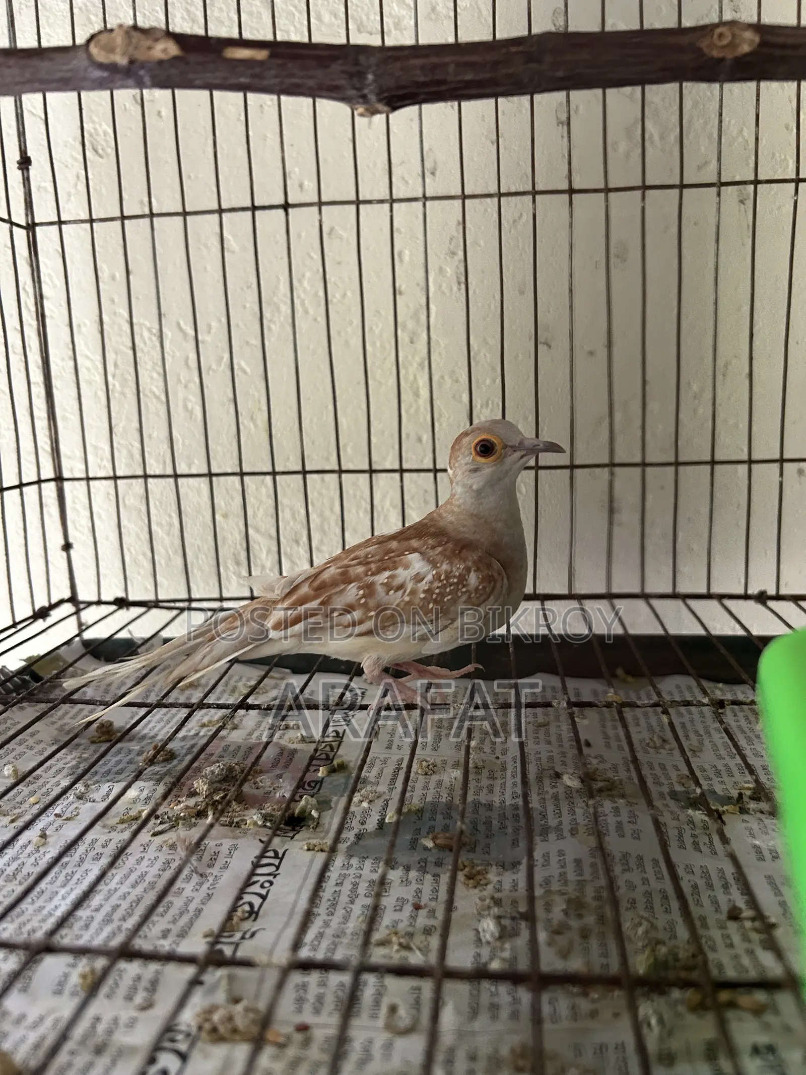 Adult Red Dimond Dove Female
