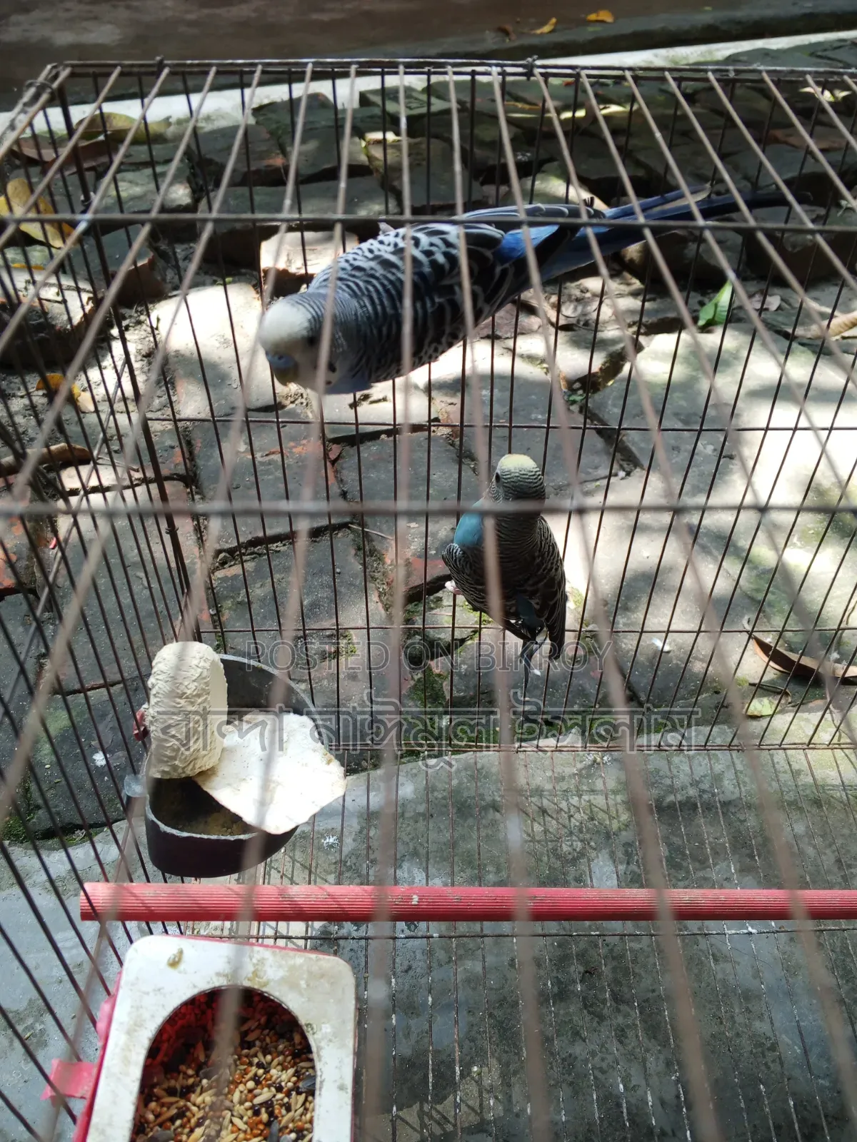Budgerigar 1 Pair