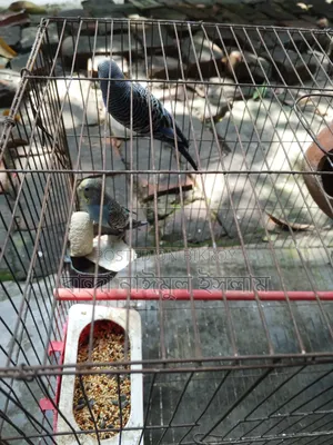 Budgerigar 1 Pair