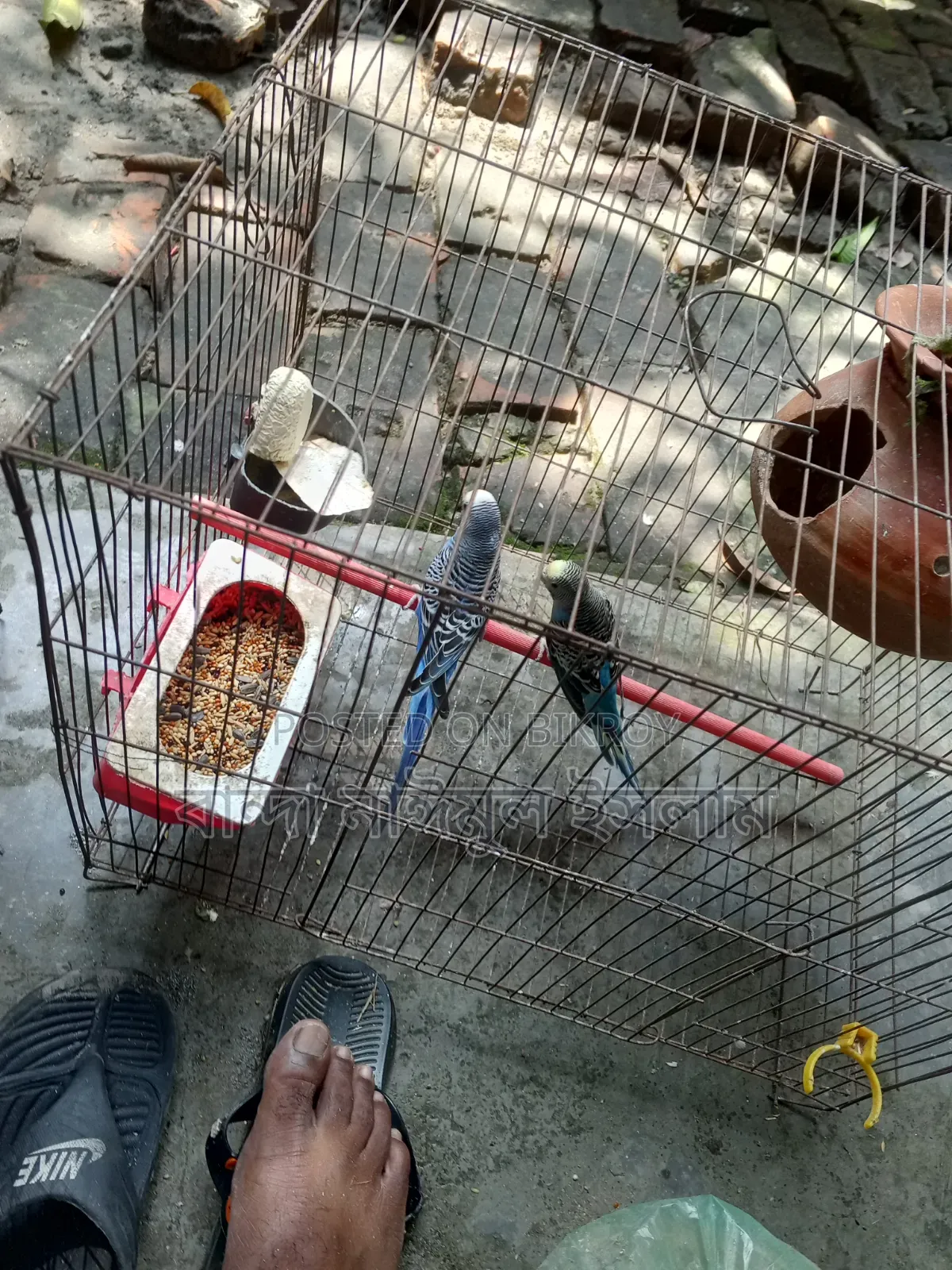Budgerigar 1 Pair