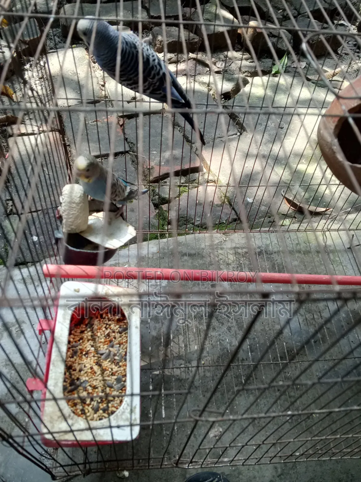 Budgerigar 1 Pair