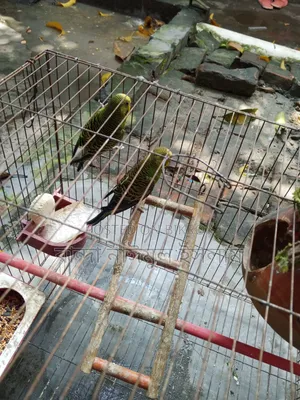 1 Pair Budgerigar Birds