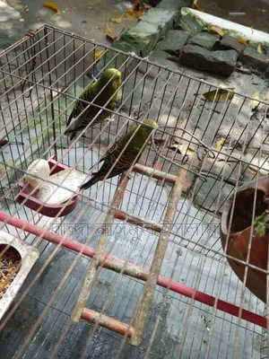 1 Pair Budgerigar Birds
