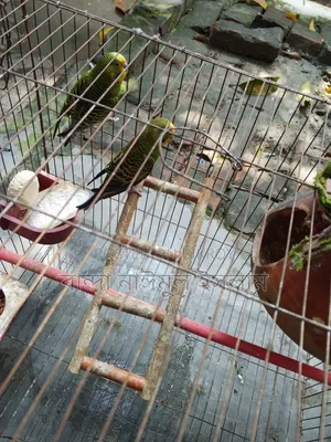 1 Pair Budgerigar Birds