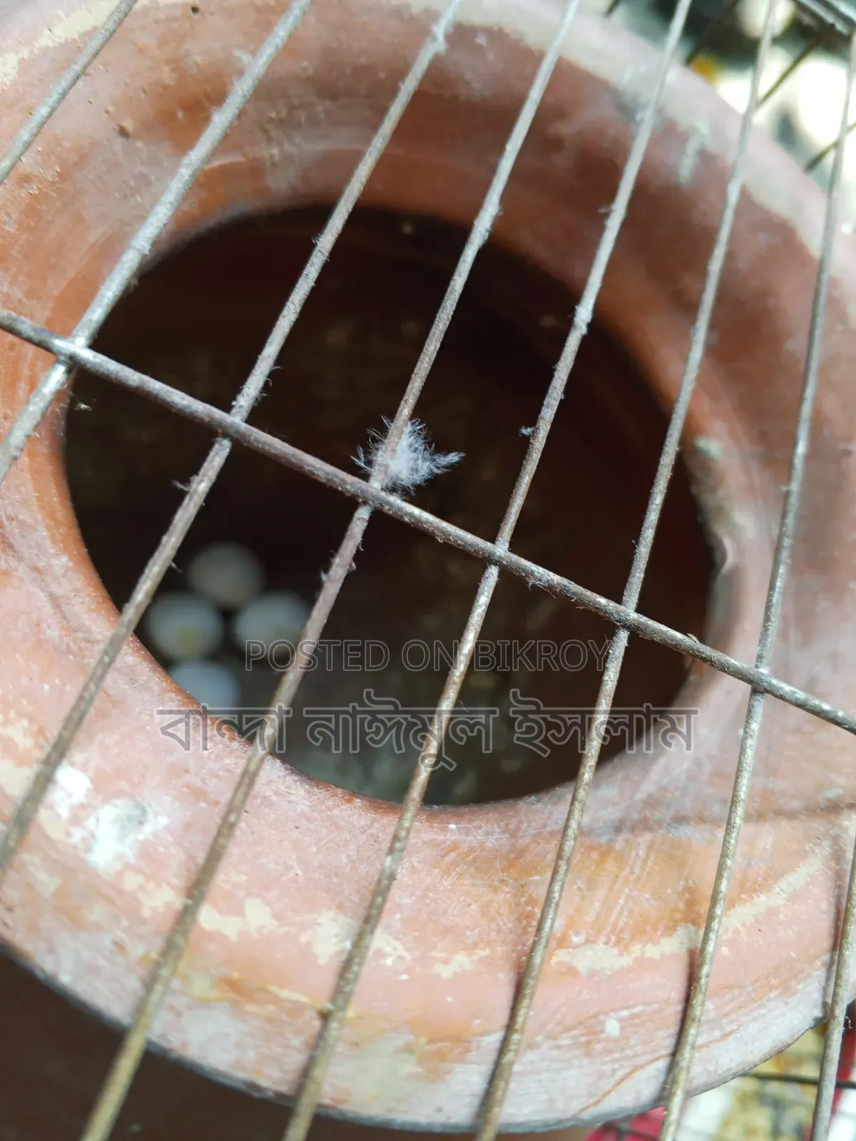 1 Pair Budgerigar Birds