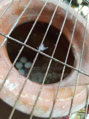 1 Pair Budgerigar Birds