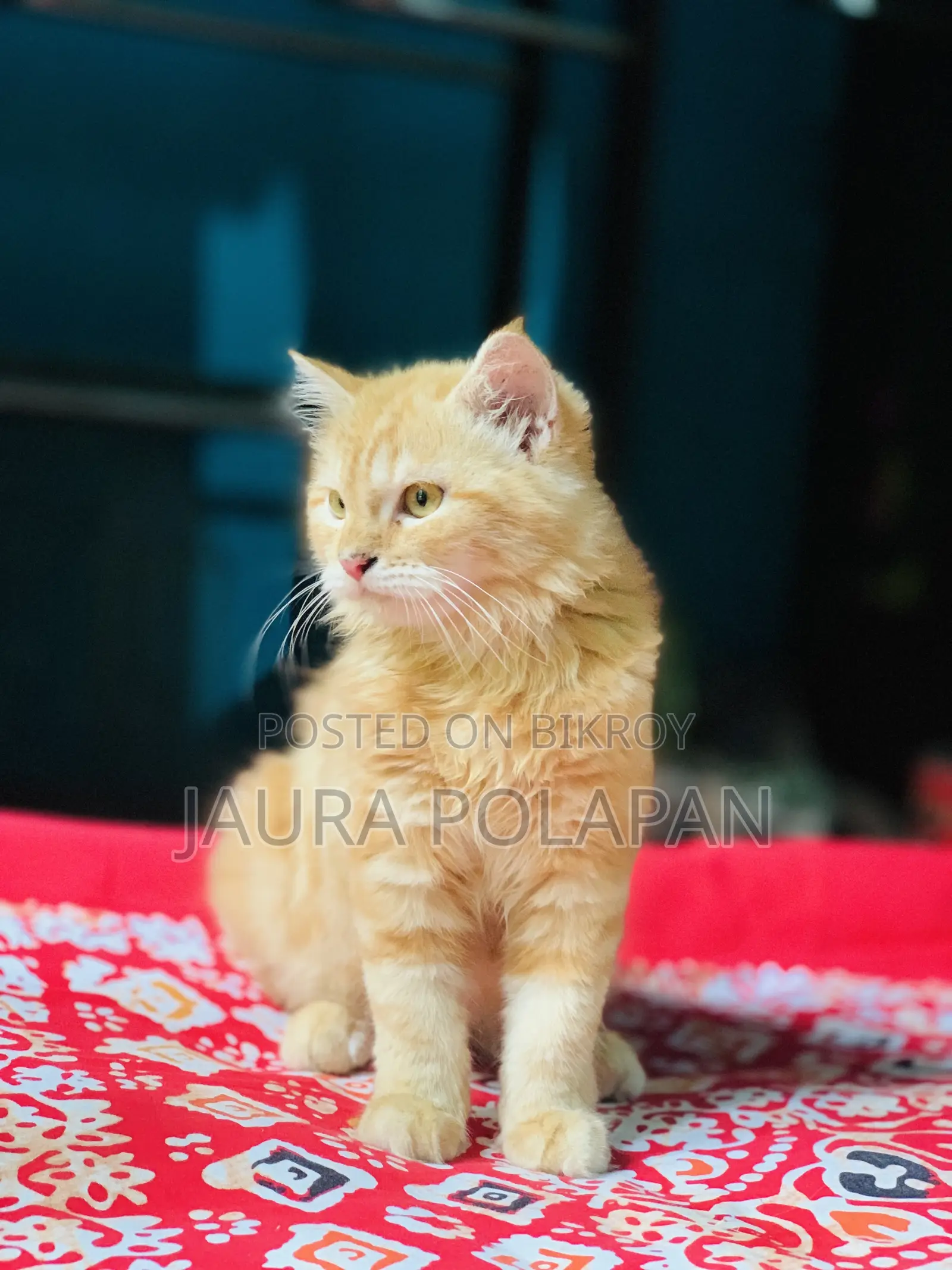 1-3 months Male Purebred Persian