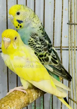 Full Adult Budgerigar Bird