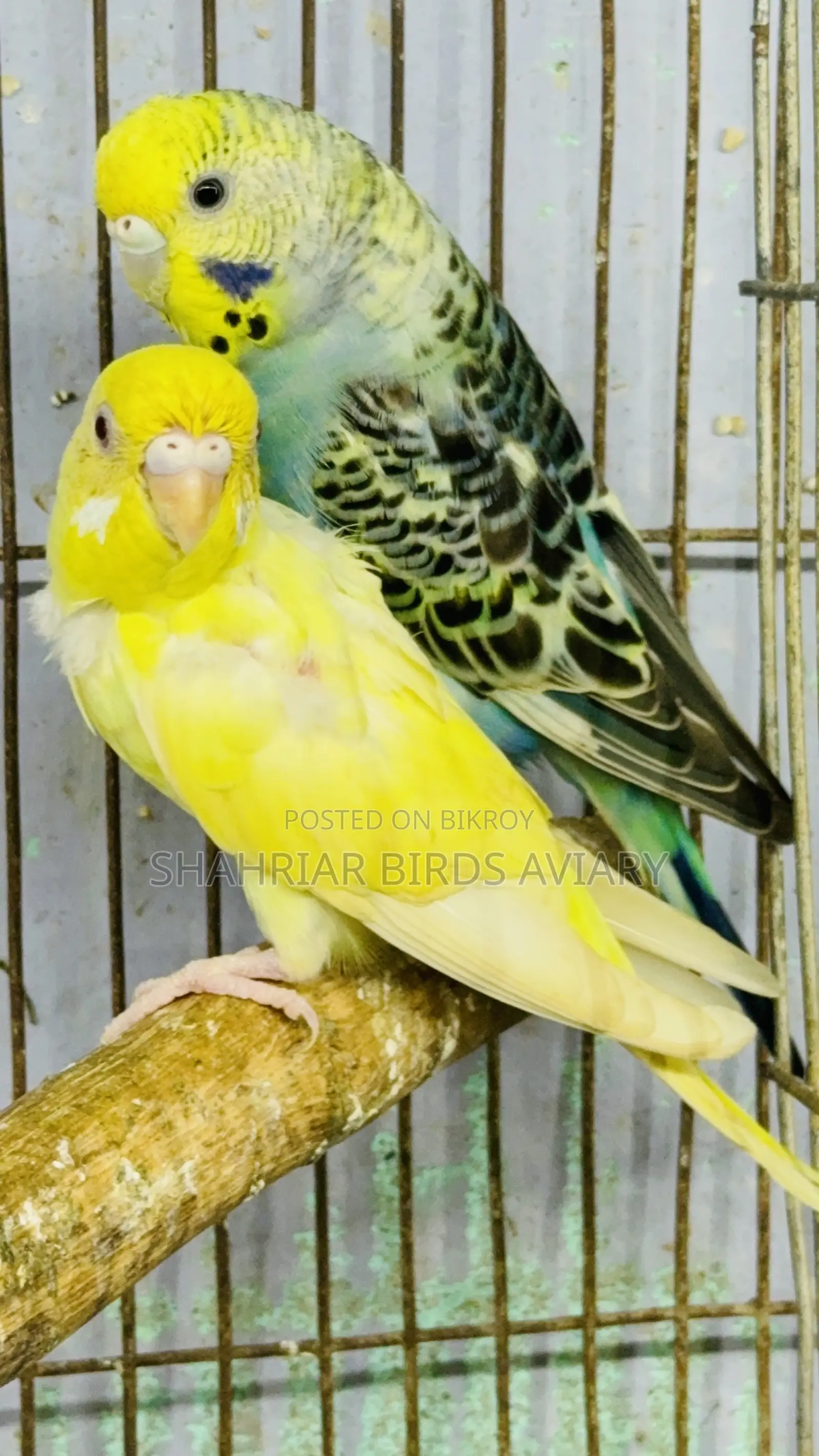 Full Adult Budgerigar Bird