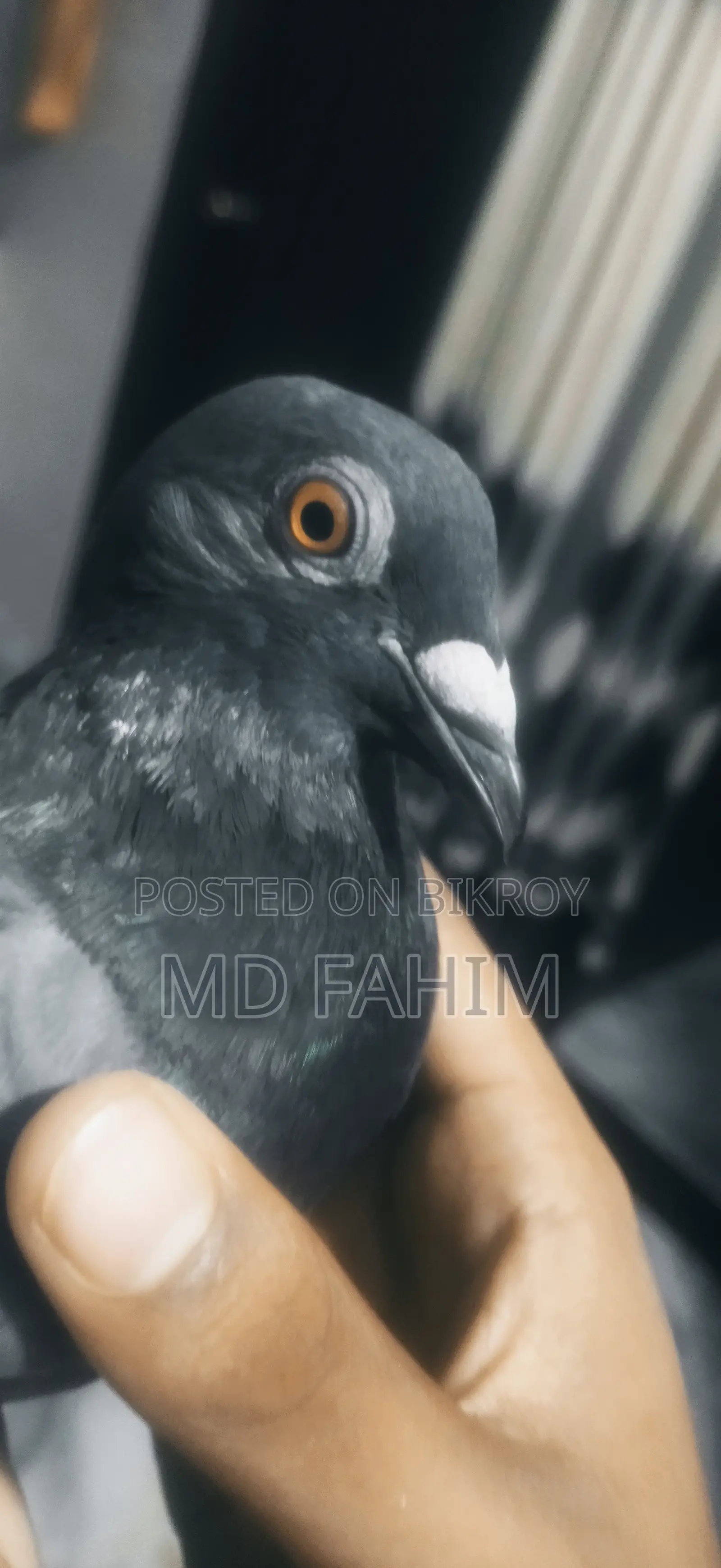 Racer Pigeon
