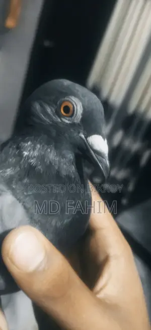 Racer Pigeon