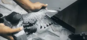 Racer Pigeon