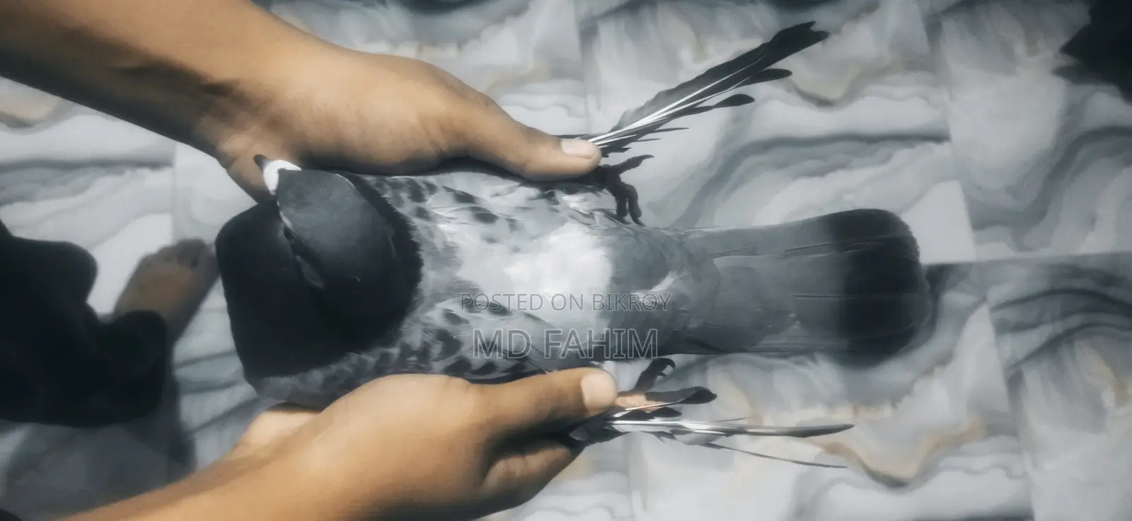 Racer Pigeon