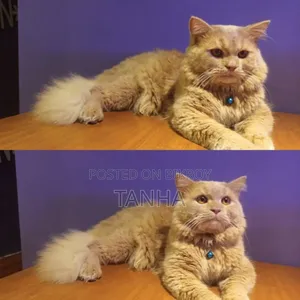 6 to 12 Months Male Purebred Persian