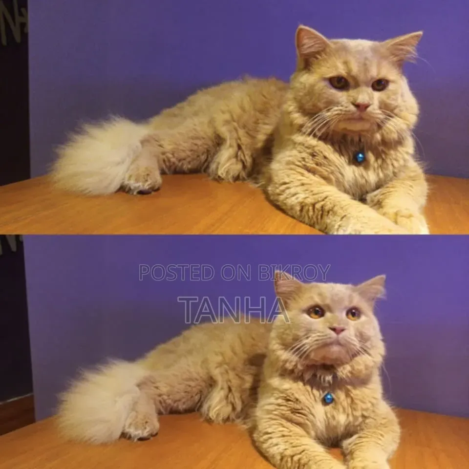 6 to 12 Months Male Purebred Persian