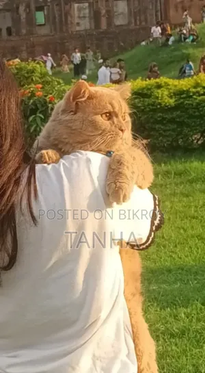 6 to 12 Months Male Purebred Persian