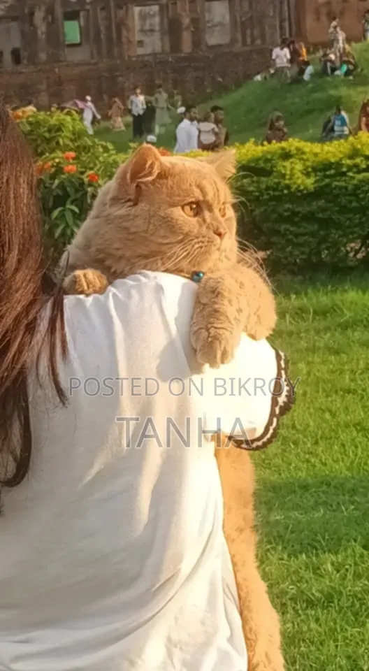 6 to 12 Months Male Purebred Persian
