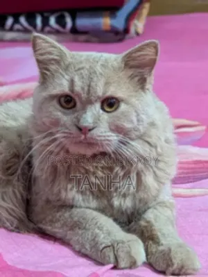 6 to 12 Months Male Purebred Persian