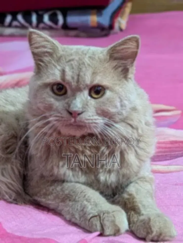6 to 12 Months Male Purebred Persian