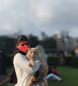 6 to 12 Months Male Purebred Persian