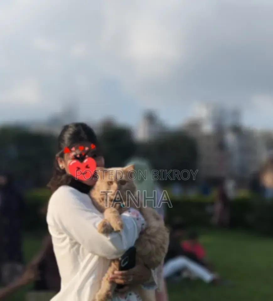 6 to 12 Months Male Purebred Persian