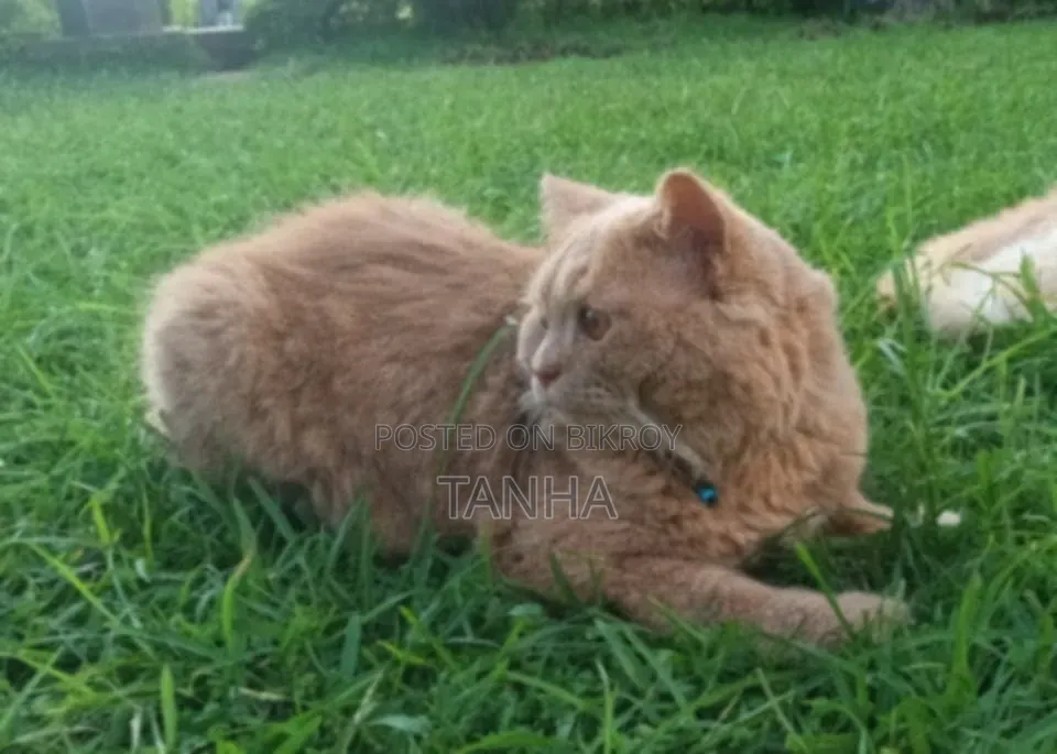 6 to 12 Months Male Purebred Persian