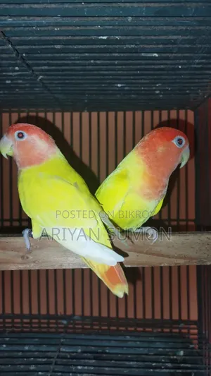 Emergency Sale / Breeding Pair Lovebird