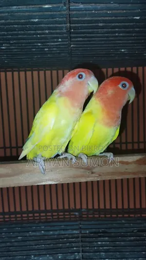 Emergency Sale / Breeding Pair Lovebird