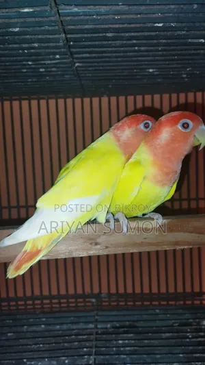 Emergency Sale / Breeding Pair Lovebird