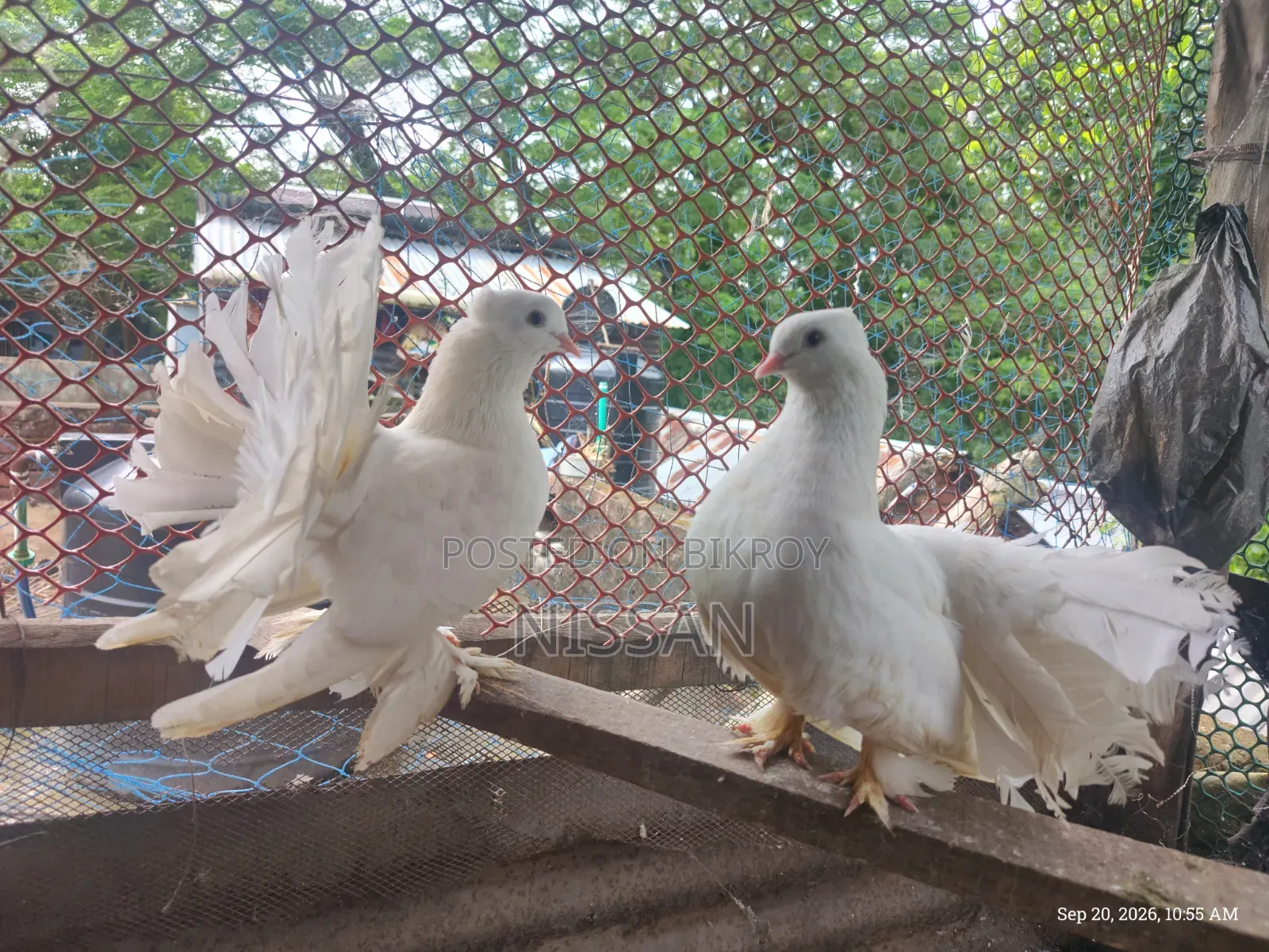 ফ্যান্টেইল রানিং পেয়ার