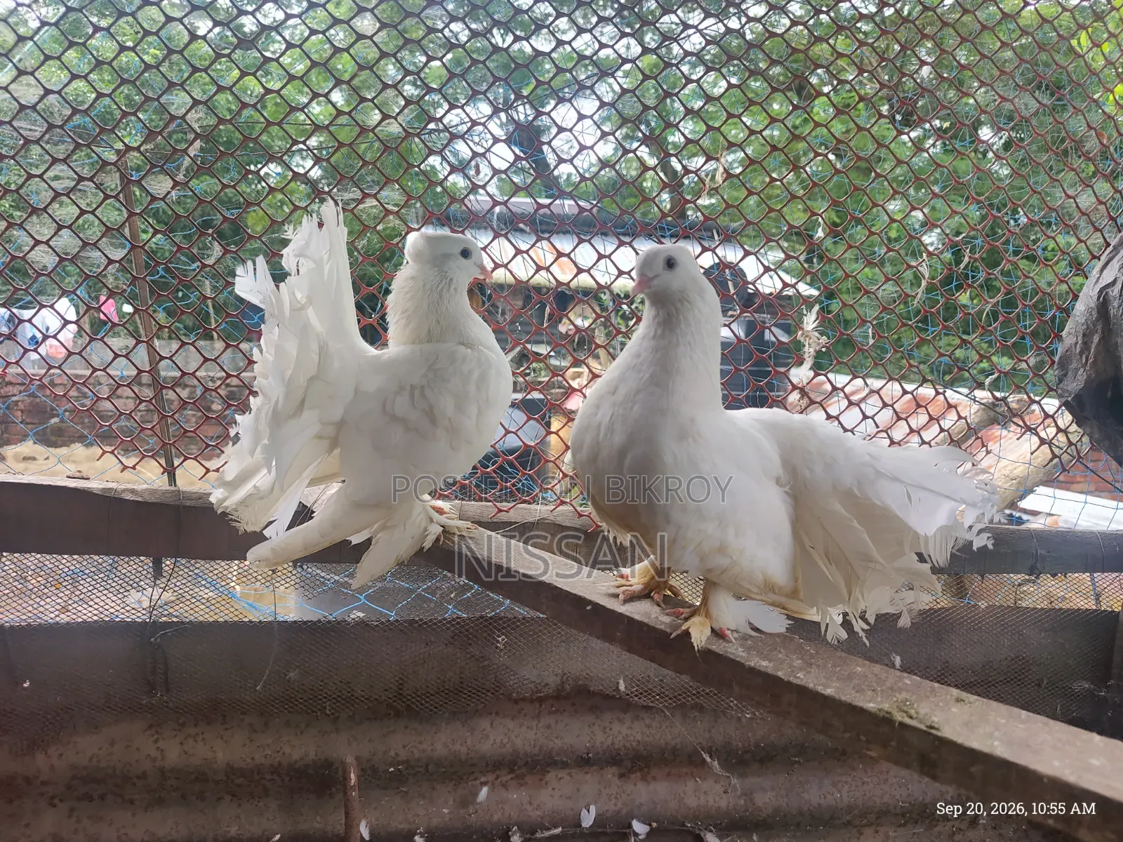 ফ্যান্টেইল রানিং পেয়ার