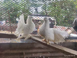 ফ্যান্টেইল রানিং পেয়ার